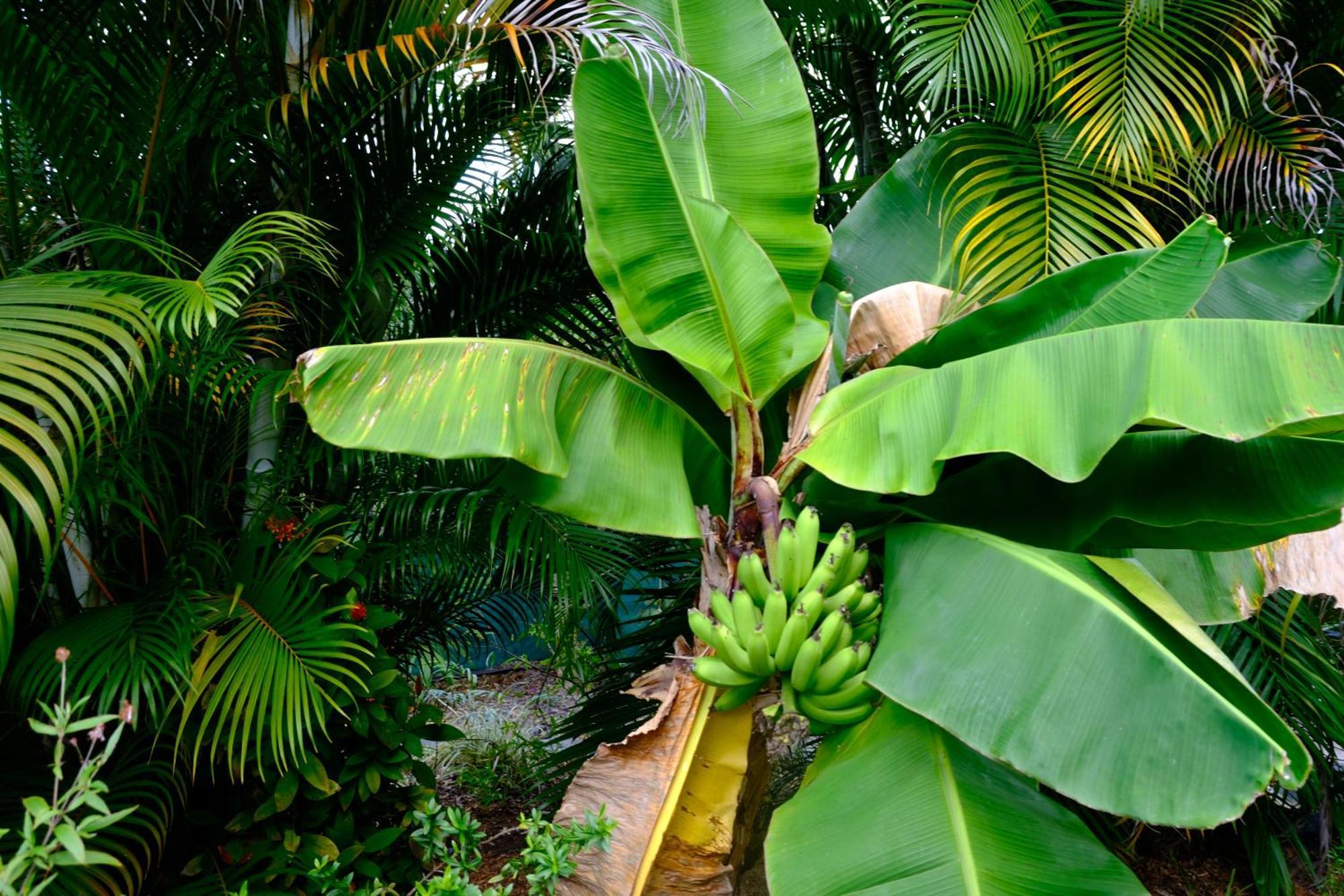 Nid Kreyol Villa Sainte-Anne  Exterior foto